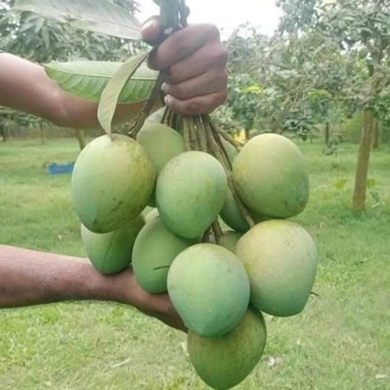 20 কেজি গোবিন্দভোগ আম 129.5 টাকা করে 2590 টাকা