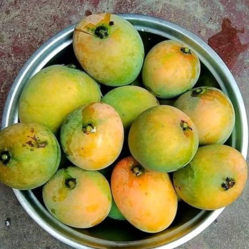 40 কেজি গোবিন্দভোগ আম 125 টাকা করে 5000 টাকা
